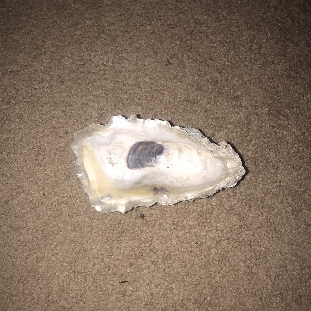 Oyster jewelry holder